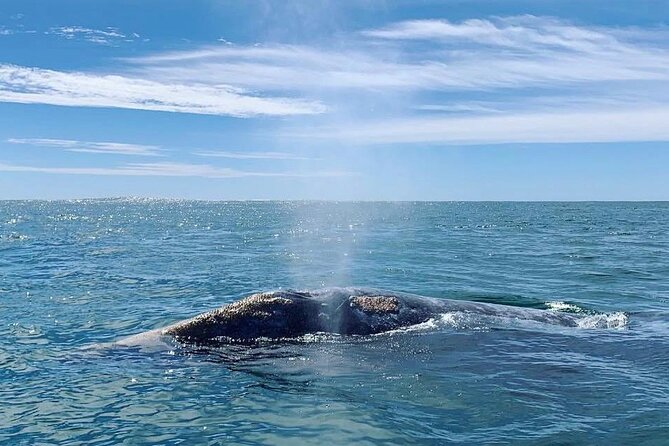 Grey whale watching in Puerto Chale, Mexico - Group Size and Participant Suitability