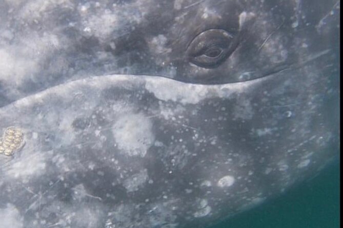 Grey whale watching in Puerto Chale, Mexico - The Guided Experience and Whale Welfare Practices