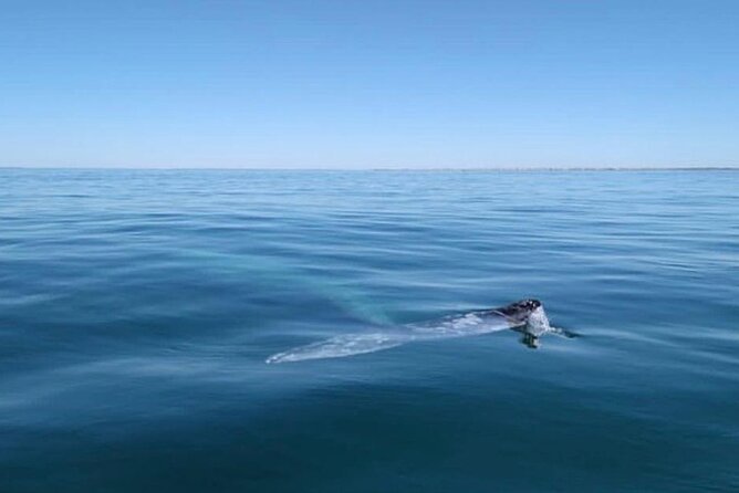 Grey whale watching in Puerto Chale, Mexico - Pricing and What’s Included