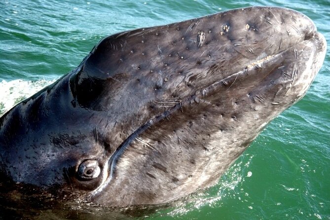 Grey whale watching in Puerto Chale, Mexico - What Sets This Tour Apart from Others