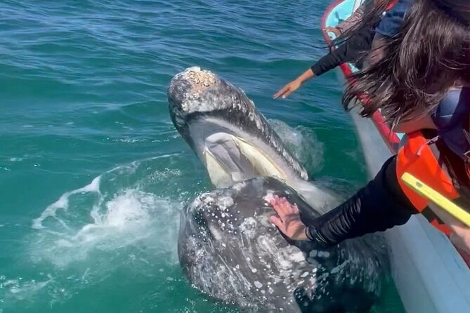 Grey Whales at Puerto Chale Private Expedition - Why Choose a Private Tour for Grey Whale Encounters?