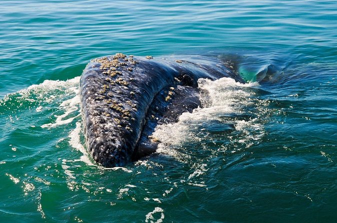 Grey Whales at Puerto Chale Private Expedition - The 3-Hour Whale Watching Adventure
