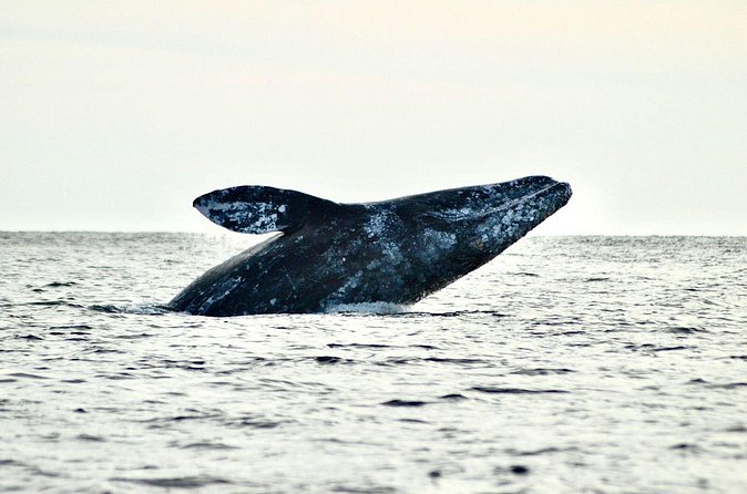 Grey Whales at Puerto Chale Private Expedition - Dining Options in Puerto Chale and Return to La Paz