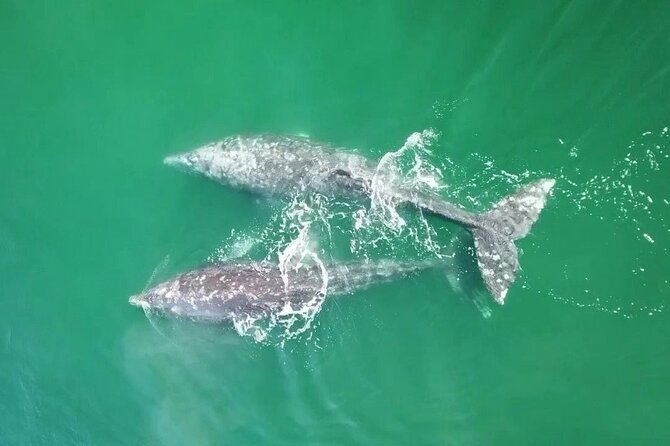 Grey Whales at Puerto Chale Private Expedition - Weather Considerations and Cancellation Policy