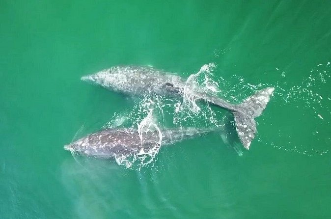 Grey Whales at Puerto Chale Private Expedition - Final Thoughts on the Grey Whales Private Expedition