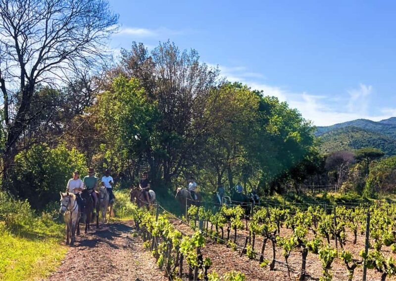 Grimaud: Horseback Riding & Wine Tasting in Maures Forest - Key Points