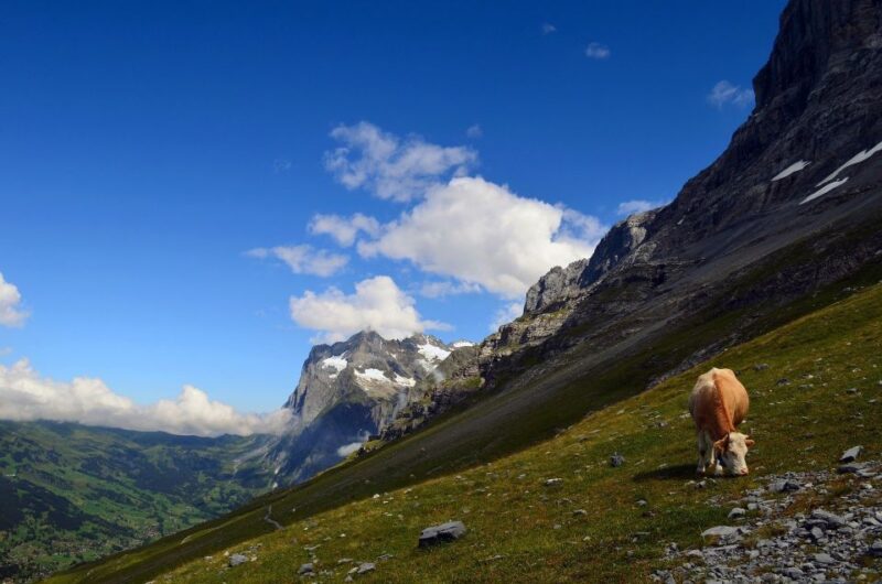 Grindelwald: Guided 7 Hour Hike - Descending and Returning to Grindelwald by Local Bus