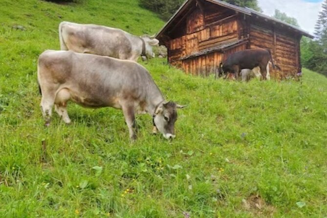 Grindelwald, Lauterbrunnen and Swiss Alps region - Final Thoughts on the Swiss Alps, Lauterbrunnen, and Grindelwald Tour