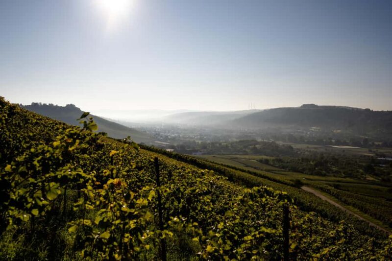 Großheppach: Wine tasting with a cellar tour at the Bernhard Ellwanger winery - Value and Comparison with Similar Experiences