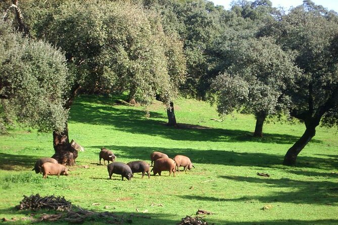 Grotto of Wonders and Ham Museum in Aracena - Discovering the Sierra de Aracena and Picos de Aroche Natural Park