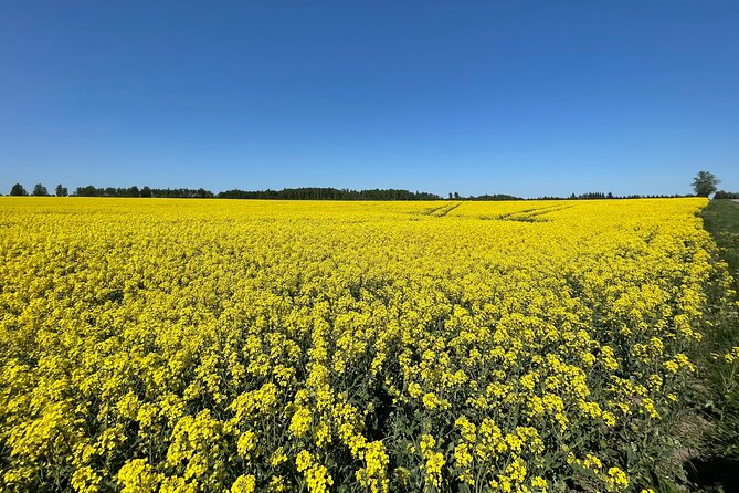 Group day trip from Riga to Hill of Crosses - 5 hour day tour! - Experience the Unique Journey from Riga to the Hill of Crosses for Just $68.25