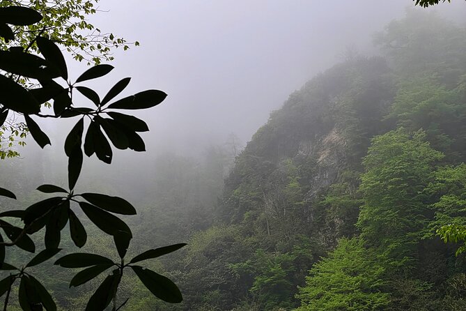 Group Hiking Tour in Mtirala National Park - The 3 km Hike to Waterfalls and the Natural Beauty