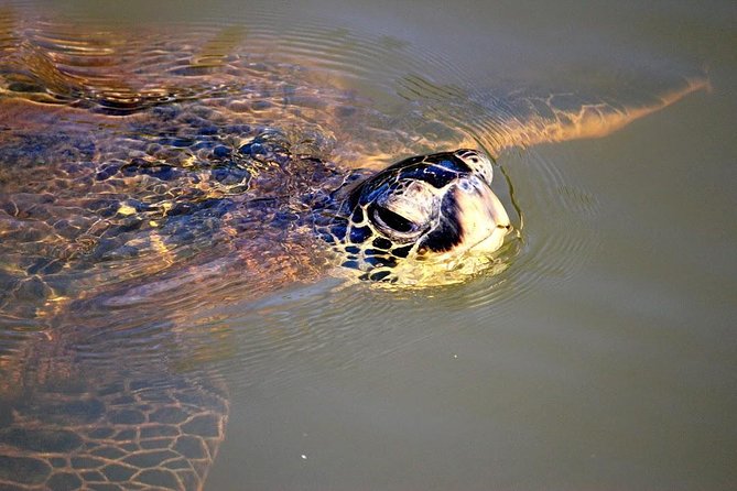 Group Stand Up Paddle Lesson and Tour - Why This Tour Appeals to All Levels