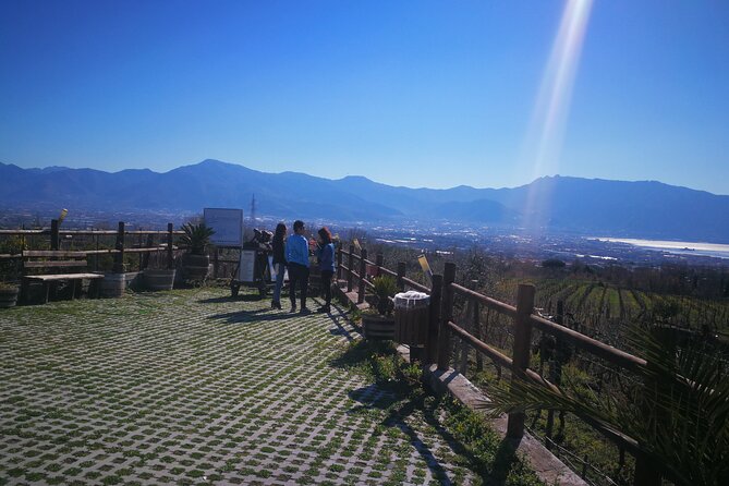 Group tour for wine & food tasting at the Cantina del Vesuvio. - Pricing and Booking Considerations