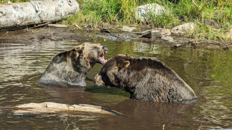 Grouse Mnt+StanleyPark+Hatchery+Cleveland Dam+LynnCanyonTOUR - Explore Vancouver’s North Shore in Full