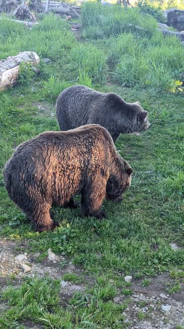 Grouse Mnt+StanleyPark+Hatchery+Cleveland Dam+LynnCanyonTOUR - Ascend to the Summit: Grouse Mountain and the Skyride Gondola