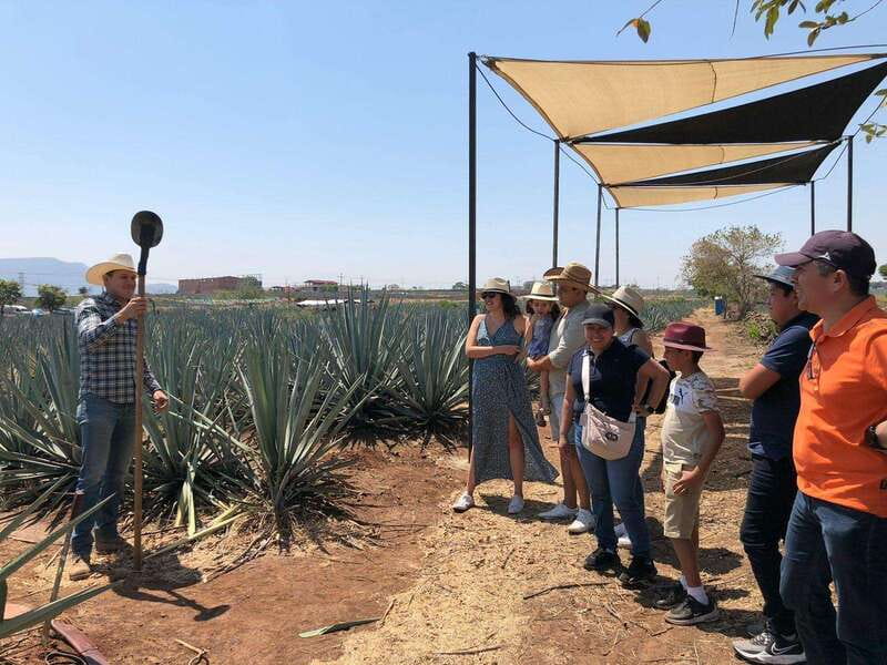 Guadalajara: Premium Tequila Tour with Tastings and Pairings - Additional Stops: Scenic Views, Agave Fields, and Cultural Sights