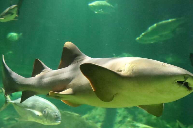 Guadalajara: ticket to Michin Aquarium - Explore the Five Themed Pavilions in Acuario Michin