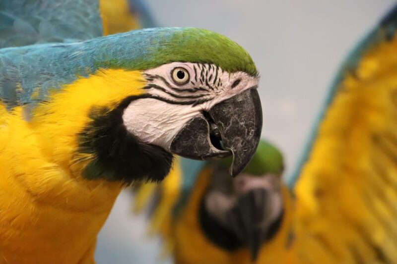 Guadalajara: ticket to Michin Aquarium - How the Experience is Structured