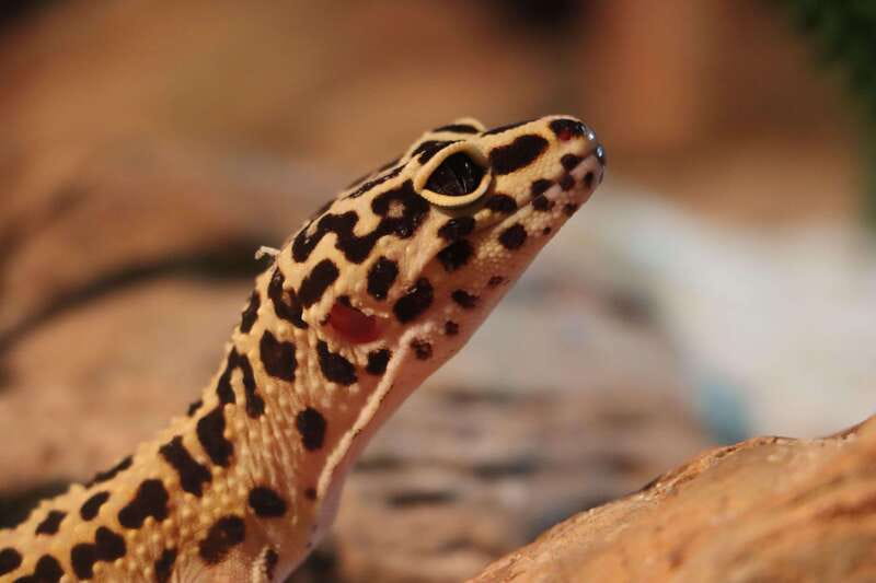 Guadalajara: ticket to Michin Aquarium - The Value of Full Access and Skip-the-Line Entry