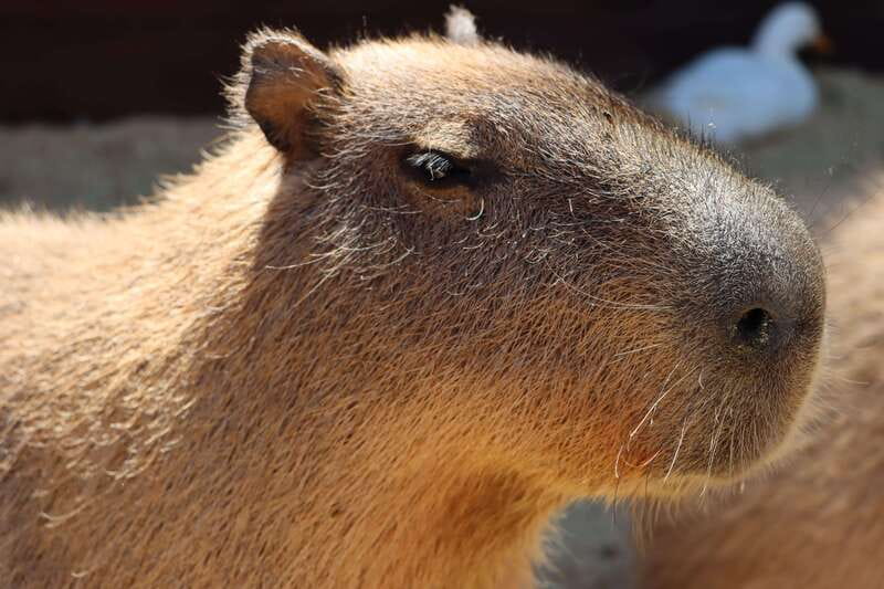 Guadalajara: ticket to Michin Aquarium - Who Will Enjoy This Tour Most