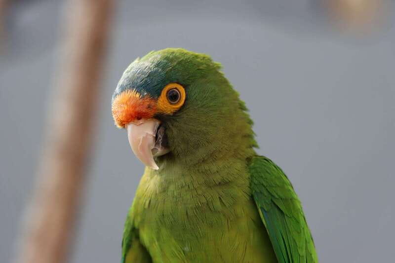 Guadalajara: ticket to Michin Aquarium - Final Thoughts on Acuario Michin Tickets