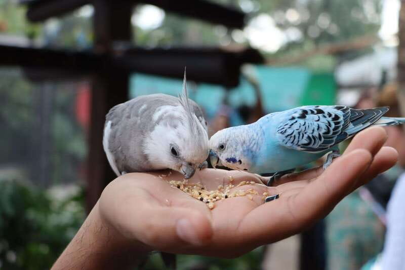 Guadalajara: ticket to Michin Aquarium - Frequently Asked Questions