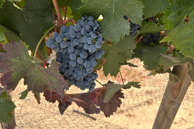 Guadalupe Valley Wine Route - Weather and Cancellation Policies