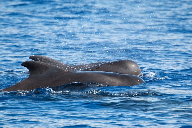 Guaranteed Dolphin and Whale Watch Tour in Kona - Comfortable, Well-Equipped Boat Design