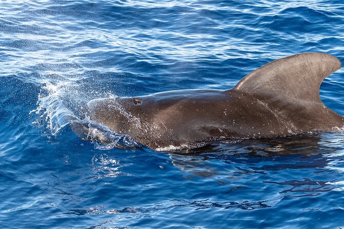 Guaranteed Dolphin and Whale Watch Tour in Kona - Wildlife Sightings and Seasonal Variations