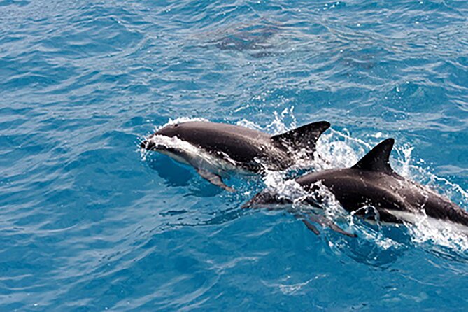 Guaranteed Dolphin Sighting Tour on Tropics Boat Tours - Clearwaters Scenic Setting for Dolphin Watching