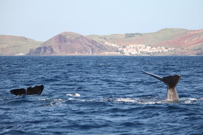 Guaranteed Whale or Dolphin Watching Tour - Funchal - Guaranteed Whale or Dolphin Watching Tour - Funchal