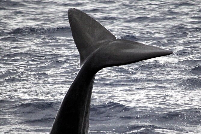 Guaranteed Whale or Dolphin Watching Tour - Funchal - Key Points