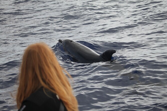Guaranteed Whale or Dolphin Watching Tour - Funchal - Customer Ratings and Overall Satisfaction