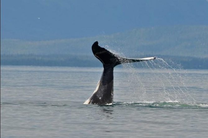 Guaranteed Whale Watching Adventure - Discover the Guaranteed Whale Watching Adventure in Hoonah
