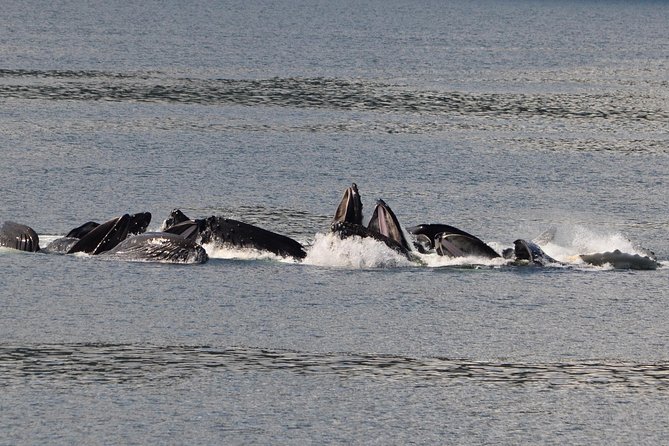 Guaranteed Whale Watching Adventure - The Comfort and Convenience of the Boat