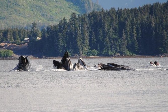 Guaranteed Whale Watching Adventure - Value for Money and Cancellation Policy