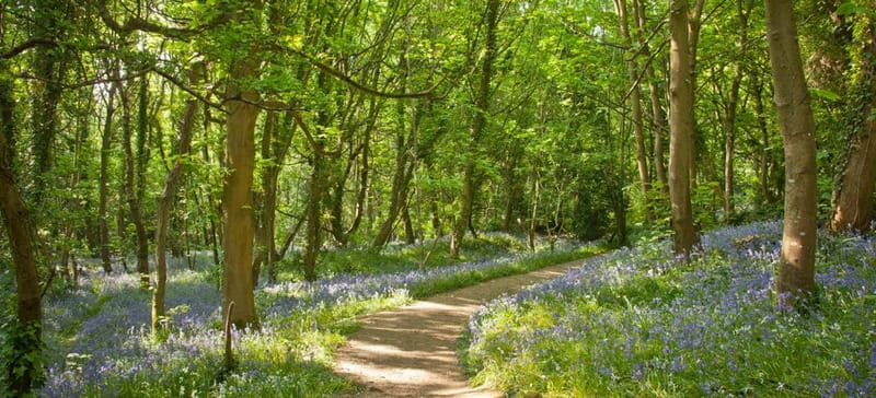 Guernsey: Half-Day Island Shore Excursion Tour - Final Drive Through St Peter Port