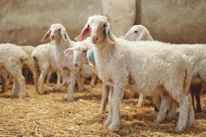 Guide Visit to the old Cheese Factory - Authentic Cheese-Making Experience at La Antigua