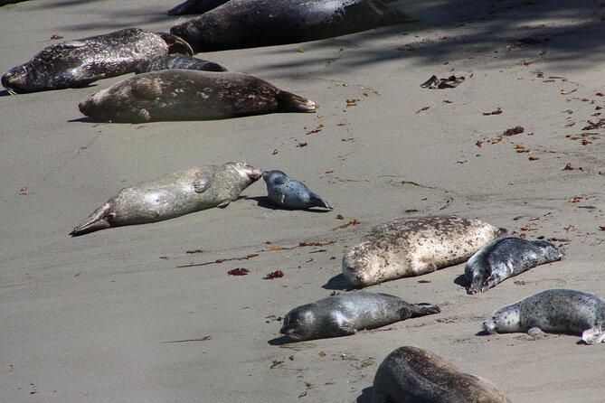 Guided 2-Hour Point Lobos Nature Walk - Accessibility and Physical Requirements