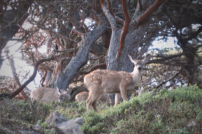 Guided 2-Hour Point Lobos Nature Walk - Pricing and Booking in Advance