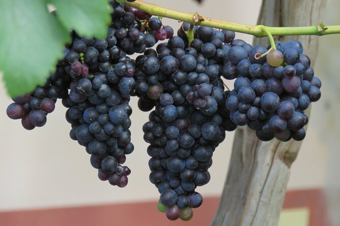 Guided 4x4 Adventure and Skywalk with Wine and Tapas in Madeira - Exploring Rosário’s Tranquil Beauty