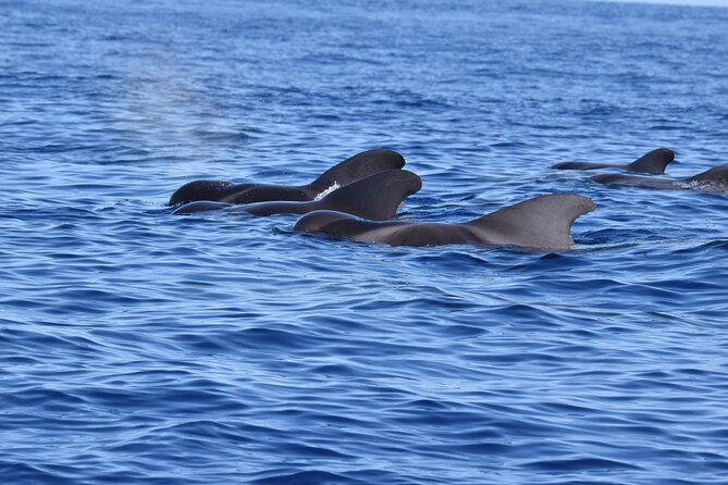 Guided activity in the Heart of Azores with whales and dolphins - Key Points