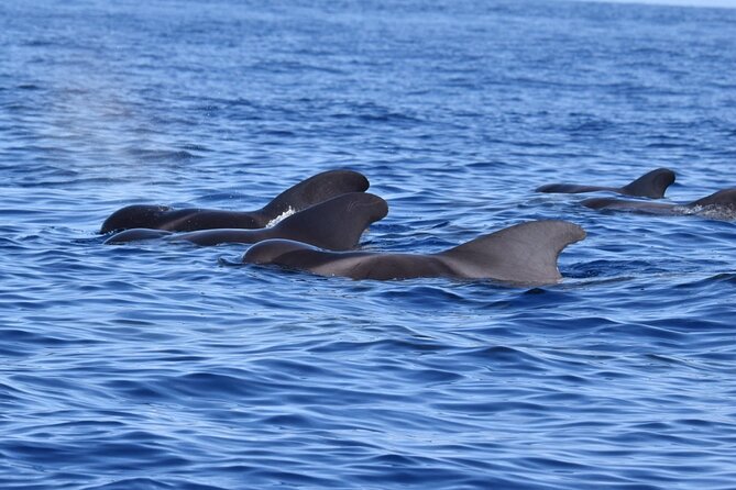 Guided activity in the Heart of Azores with whales and dolphins - Onboard Experience: Comfort and Interaction