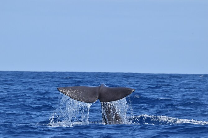 Guided activity in the Heart of Azores with whales and dolphins - Practical Details: Meeting Point and Booking
