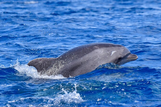 Guided activity in the Heart of Azores with whales and dolphins - The Value of an Authentic Wildlife Encounter