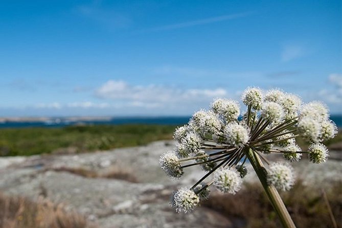 Guided boat tour to Vinga in Gothenburg - Free time on Vinga island for exploration