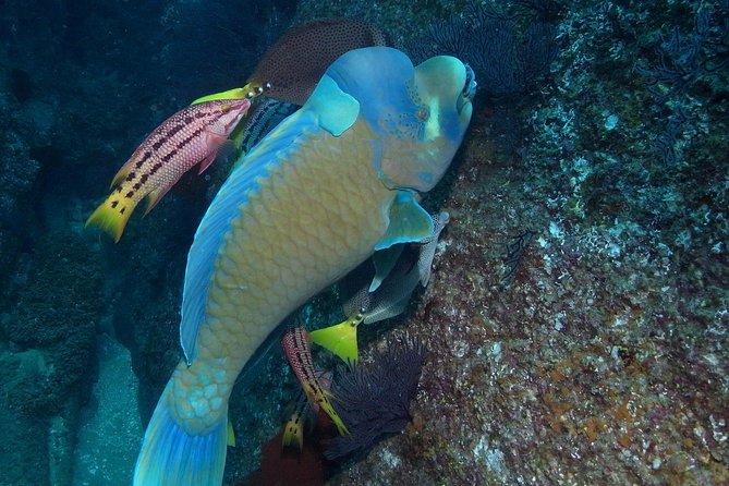 Guided by Divemaster, Cabo San Lucas short Snorkeling Tour MANTA - Why Choose the Cabo Marine Park Snorkeling Tour