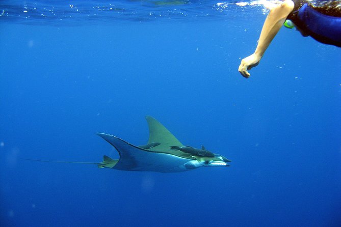 Guided by Divemaster, Cabo San Lucas short Snorkeling Tour MANTA - Marine Life Encounters and Scenic Highlights