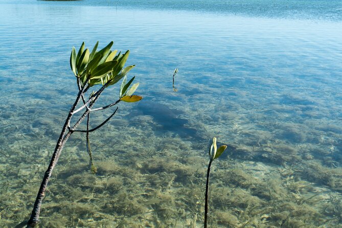 Guided Clear Kayak Eco-Tour Near Key West - The Guides and Their Approach